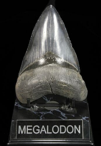 Serrated, Lower Megalodon Tooth - Georgia #72796